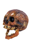 mumifizierter Schädel, ca.16 cm