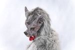 Erw.-Latexmaske Werwolf, grau