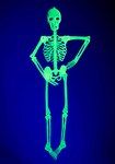 Leucht-Skelett, ca. 150 cm