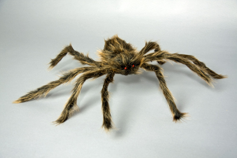haarige Spinne, ca. 70 cm